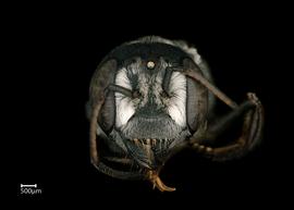   Hackeriapis lucidiventris  female face, photo: Colleen Meidt 
